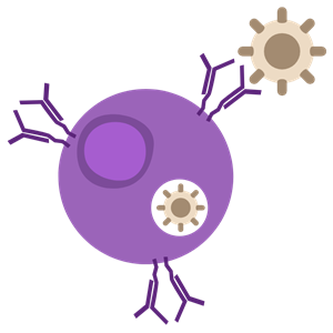 Graphic of an allergic response