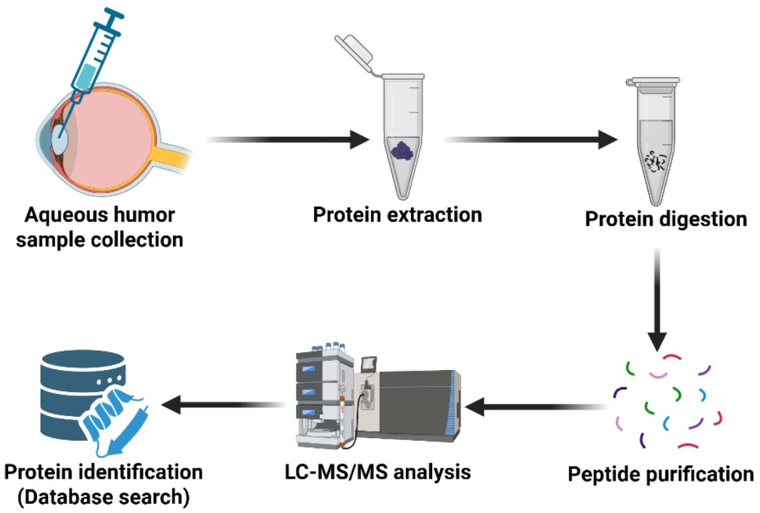 Aquesous Humor Proteomics Database: Aqueous humor sample collection, Protein extraction, protein digestion, peptide purification, LC-MS/MS analysis and finally Protein identification (database search)