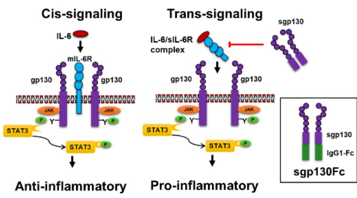 IL-6 signaling in DR