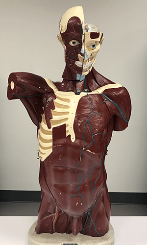 3D Anatomy Model with Removable Organs