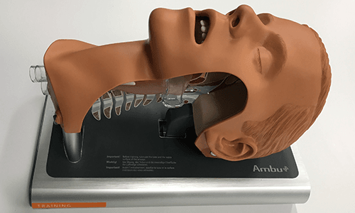 Intubation Demonstration Cutaway Model