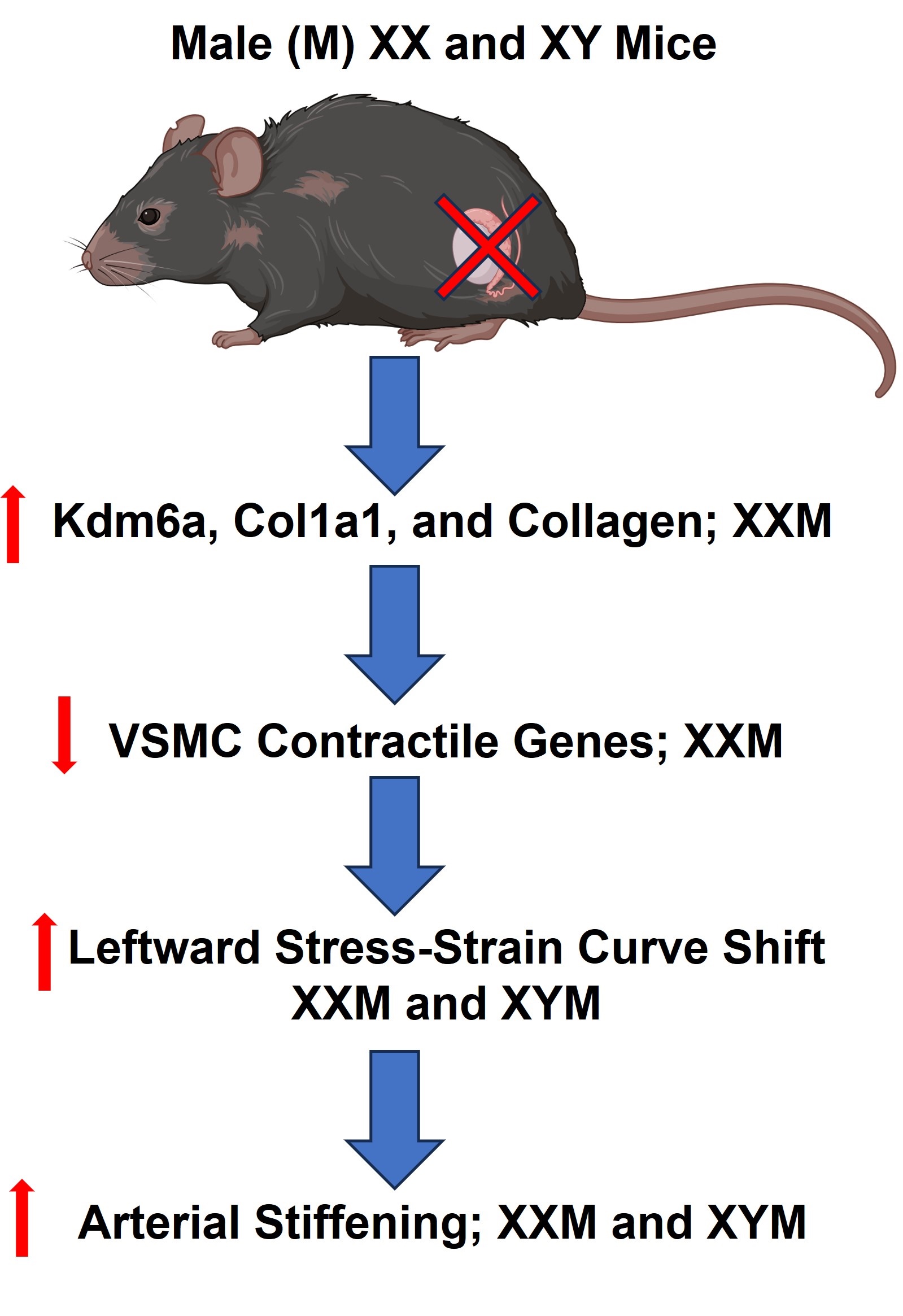 Mouse drawing and text.  Title: "Male (M) XX and XY Mice", visual image of mouse with x on body,arrow points down to "arrow points up Kdm6a, Col1a1, and Collagen; XXM" arrow points down to "downward arrow VSMC Contractile Genes; XXM" arrow down to "Upward arrow; leftward stress-strain curve shift XXM and XYM" arrow pointing down to "arrow up; arterial stiffening; XXM and XYM"