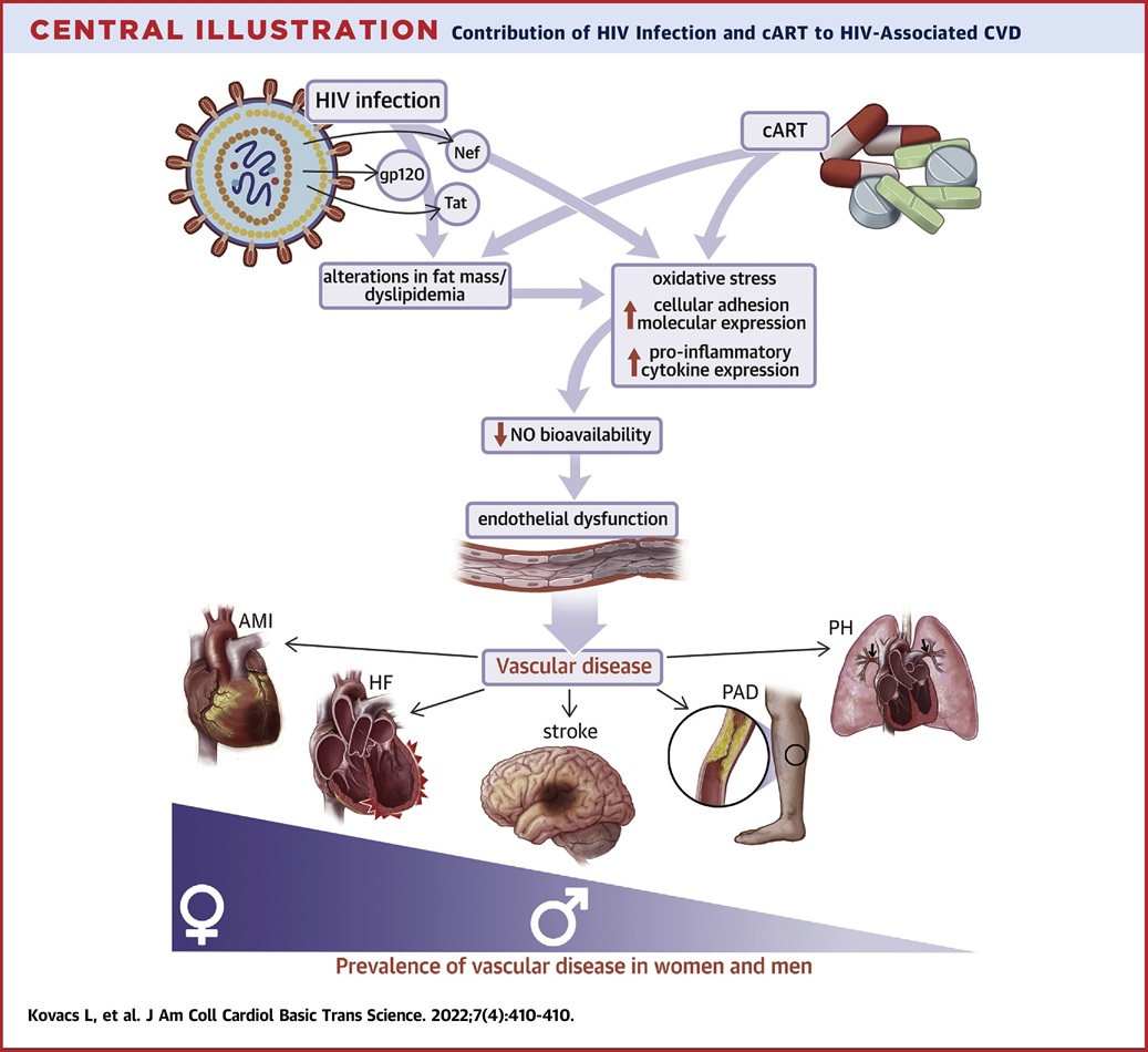 Schematic illustrating that obesity leads to hypertension via sex specific mechanisms: leptin-mediated sympatho-activation in males and leptin-mediated aldosterone production in females.