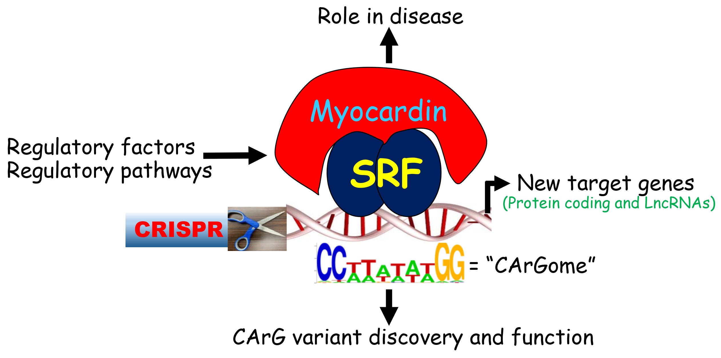 Miano Lab Summary - Transcriptional/post-transcriptional regulation of the SRF-Myocardin switch Function and regulation of novel SRF-Myocardin target genes