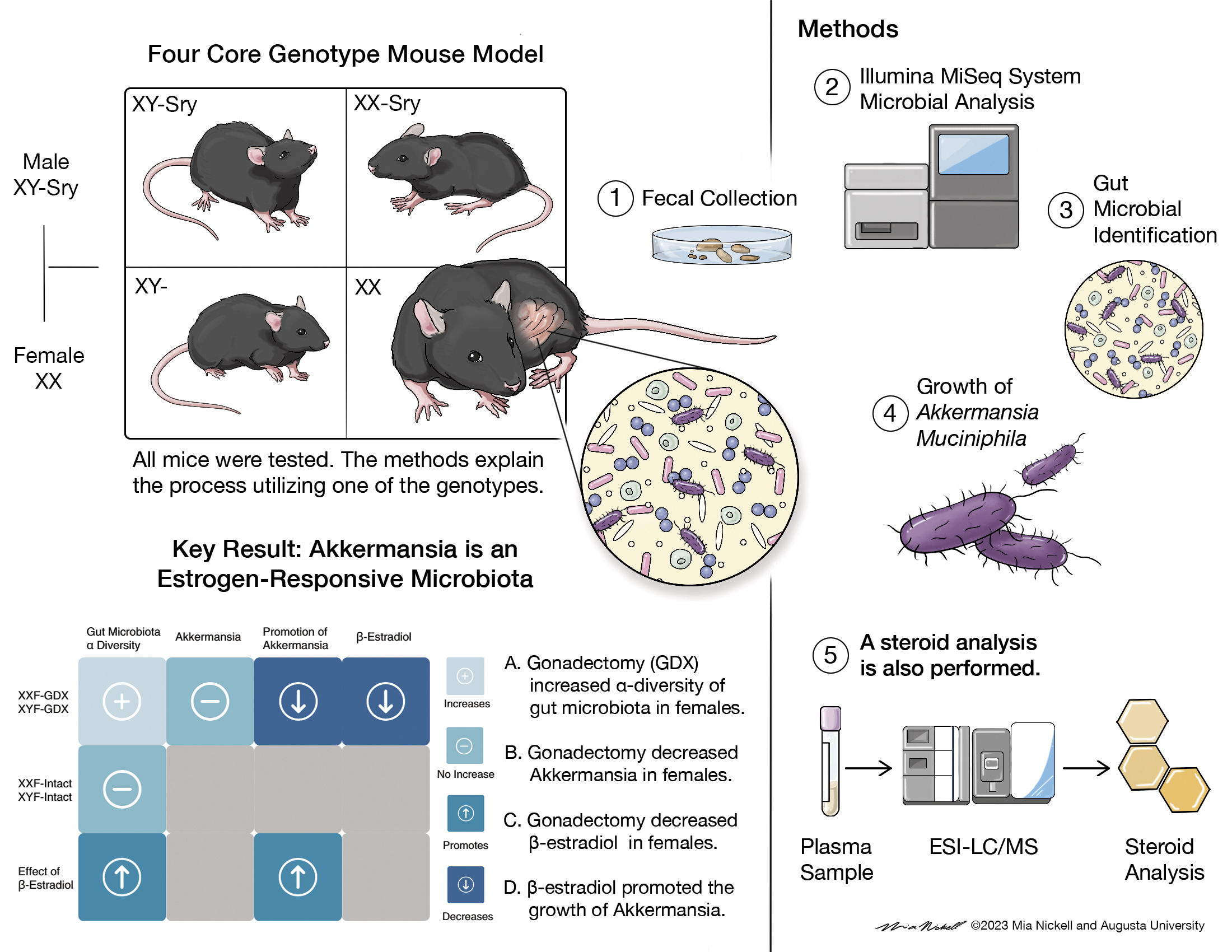 Title: Four core Genotype Mouse Model showing four mice. XY-SRY, XX-SRY, XY- and XX. All mice were tested. The methods explain the process utilizing one of the genotypes. 1. Fecal collection. 2. Illumina MiSeq Sytem Microbial Analysis. 3. Gut Microbial identification 4. Growth of Akkermansia Munciniphila 5. A steroid analysis is also performed. (plasma sample to ESI-LC/MS to Steroid analysis. Key result: Akkermansia is an Estrogen-responsive microbiota.