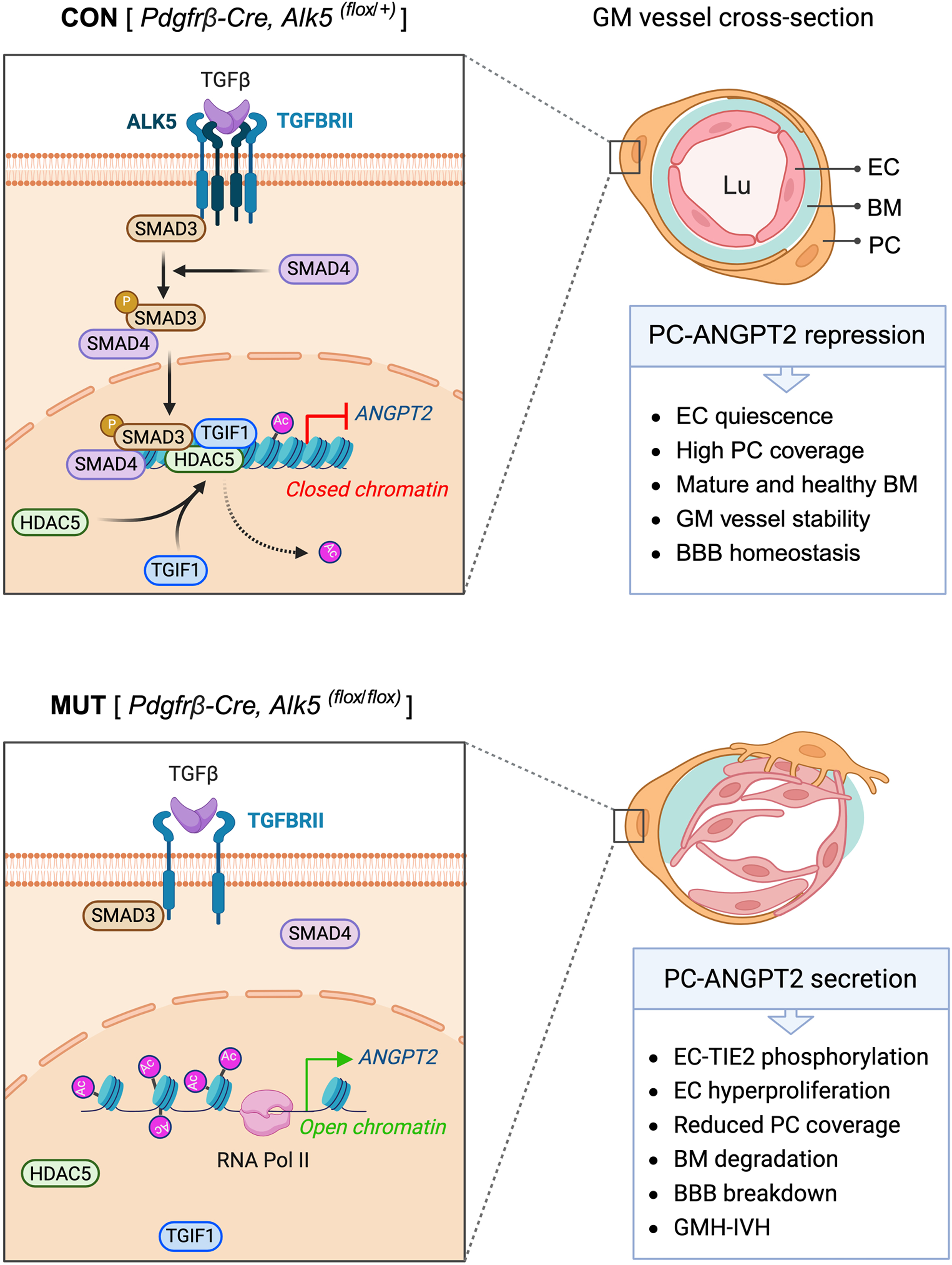 Figure 2. Loss of TGFβ-mediated repression of angiopoietin-2 in pericytes underlies germinal matrix hemorrhage pathogenesis. Stroke. 55(9):2340-2352. 2024.  