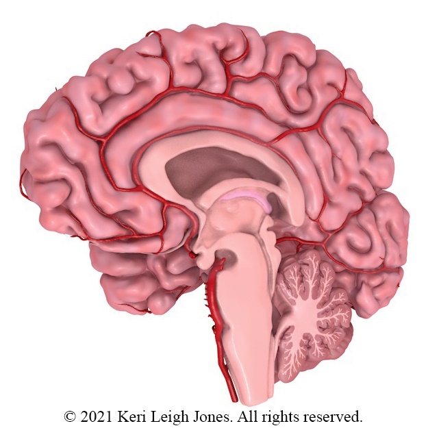 3D Model of brain - Copyright 2021 Keri Jones. All rights reserved.