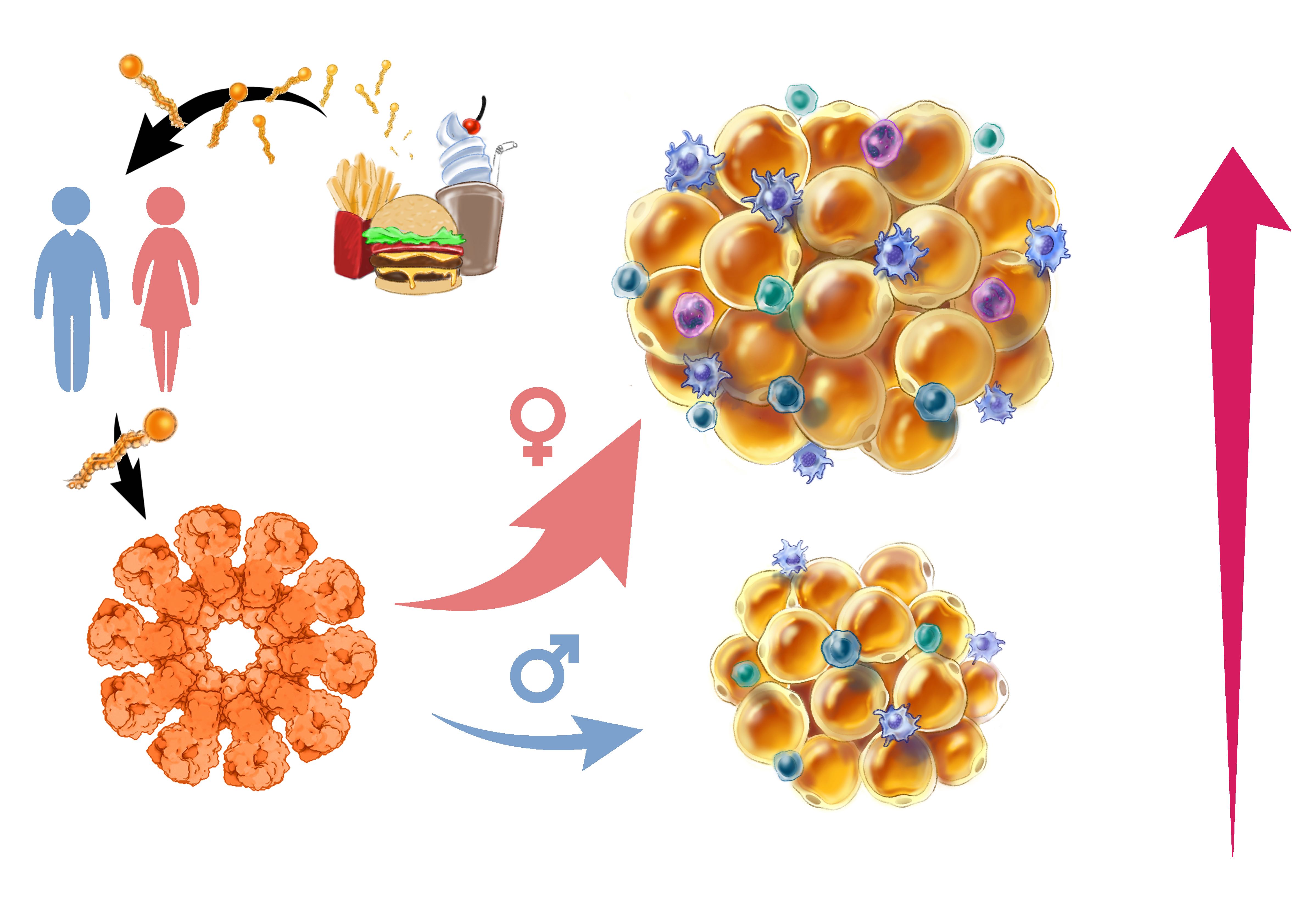 graphic abstract of project 1