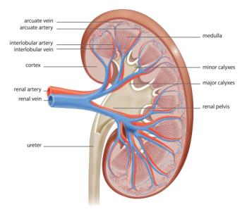 picture of kidney and its parts