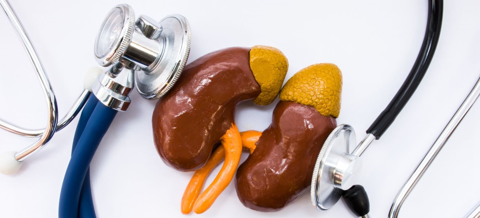 Image of model kidneys and stethoscope