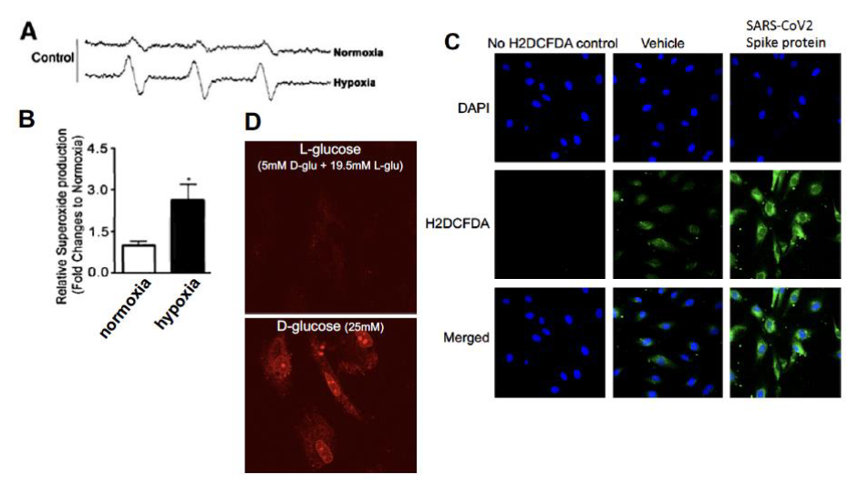 Measurement of reactive oxygen species in endothelial cells. A.
