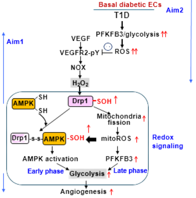 Endothelial Drp1 Cysteine Oxidation (Sulfenylation) Integrates VEGF redox signaling with glycolysis via Drp1-AMPK redox relay as well as mitoROS-PFKFB3 axis. Both pathways drive glycolysis and reparative angiogenesis, which is impaired in diabetes that induces pathological oxidation of VEGFR2.