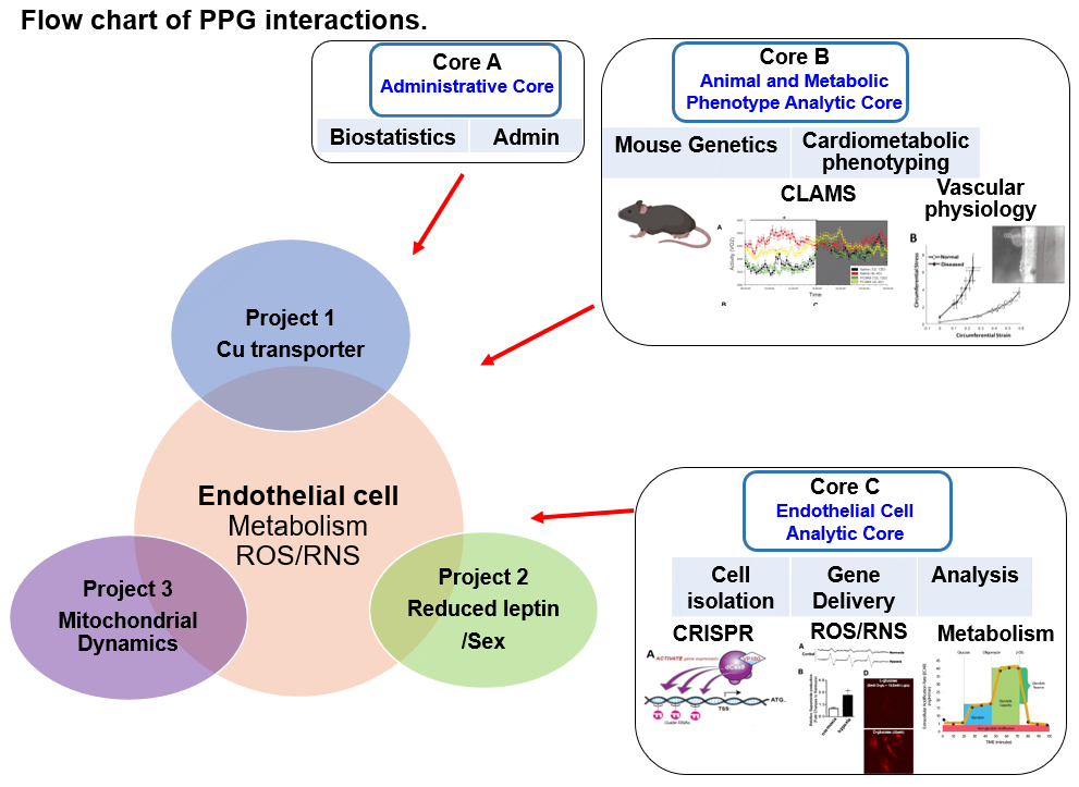 Graphic of a Flow chart of PPG interactions from the different Cores & Projects. Core A (Administrative Core) Biotastics & Admin. Core B (Animal and Metabolic phenotype analytic core). Core C - endothelial cell analytic core (with cell isolation, gene delivery, analysis, CRISPR, POS/RNS, and metabolism), making up Core C. All of the Cores have separate arrows pointing to the different projects. Project 1 (CU transporter), Project 2 ( Reduced leptin/sex), and Project 3 (Mitochondrial dynamics), which are all components of Endothelial cell (metabolism/ROS/RNS).