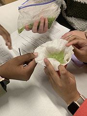 Students extract DNA from a kiwi