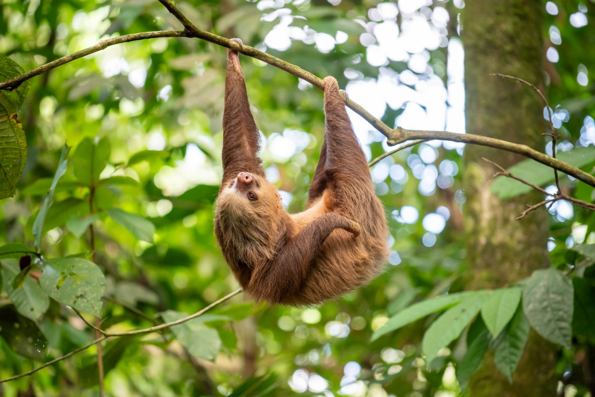 sloth hanging from a tree